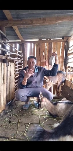 8.1K views · 136 reactions | Reasons why mineral salt blocks is essential for your Goats and Sheep  | Kienyeji Chicken Centre | Facebook