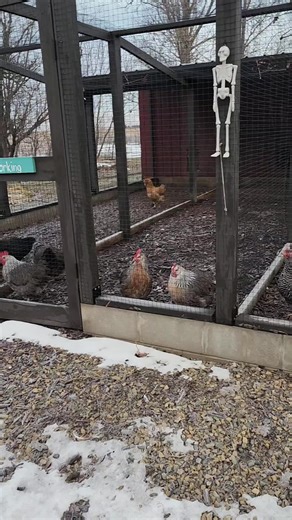 #farmlife #parkfieldfarm #heritagebreeds #thisismydirt