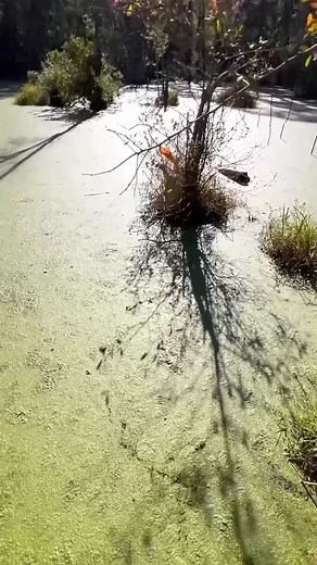 Never Swim In Florida If You See This! #bubbles #biggator #florida #swamp #alligator #lurking #gator | Richard Garcia