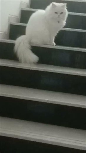 comedy #cat fane cat #pleasesubscribe 🐈🐈♥️♥️