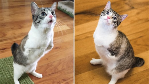 Resilient Two-Legged 'T-Rex' Cat Who Was 'Returned' Due to Litter Box Etiquette Finds Loving Forever Home