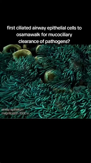 Dr. Xanthine on Instagram: "animation by Maja Divjak, review by Davis & Wypych, 2021, in Mucosal Immunology, Cellular and functional heterogeneity of the airway epithelium "Respiration, be it through lungs, gills or skin, is a defining feature of life. In humans, the respiratory system is often divided into the proximal conducting airways, including the nasal cavity, trachea and bronchi, and the distal respiratory airways, including the respiratory bronchioles and alveoli. Though the primary res