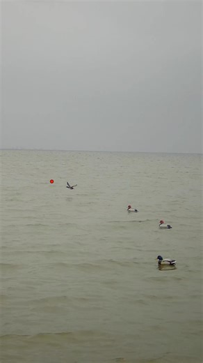 Check out my choke pattern on the water taking this shot ! #duckhunting #hunting ‪@bossshotshells‬
