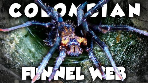 Scientists are reassessing spider bite risk after this discovery