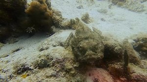 You don't want to run into one of these..devilish looking with a ridge of venomous spines along their body... great camouflage #venomousfish #diving #creaturesfromtheocean | Cynthia Rothrock