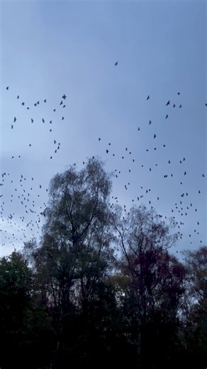 THE CLATTERING — WILDEN MARSH DIARY: 635 — 24th OCTOBER 2025 I was out on Hoo Wood Ridge with Albie yesterday evening, as the last light dissolved into night. I stood, neck craned at an unnatural angle, watching and listening to clattering jackdaws wheel, tumble and turn above Dark Wood. They give this performance every day at dusk. It begins above the Lagoon Field and drifts up to their roosts in Dark Wood — the air thrummed with their chatter, conjuring visions of flying demons looking for a w