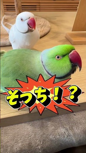 アタスに怒られないかドキドキしながら… #ワカケホンセイインコ #parrot