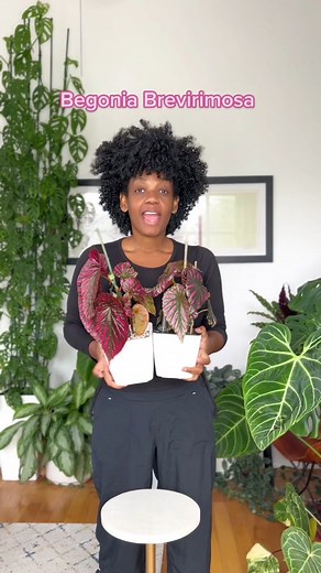 Growing Beautifully: My Begonia Brevirimosa Journey