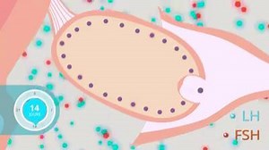 132K views · 4.2K reactions | La régulation du cycle ovarien | Biologie Université | Facebook