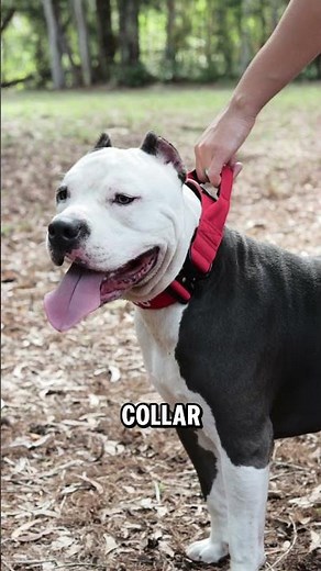 Big Dogs need strong collars get yours at thesummithound.com