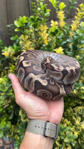 Just a ball python being a ball python 😝- her clutch just popped! Head on to our YouTube page to see the egg cutting video and see what we got! • • • • • • • • • • #snake #reptiles #snakes #reptile #snakesofinstagram #ballpythonsofinstagram #reptilesofinstagram #python #ballpythons #ballpythonmorphs #royalpython #ballpythonbreeder #reptilelover #pythonregius #exoticpets #pets #animals #reptilekeeper #petsofinstagram #pet #snakebreeder #ballpythonmorph #snakesofig #ballpythonbreeding #pythons #b