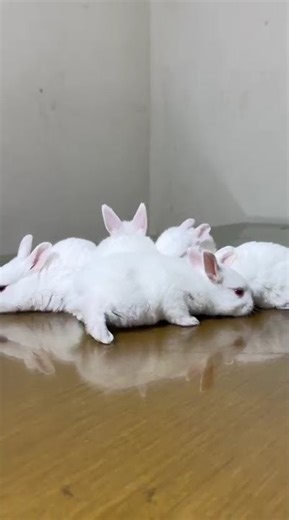 🐰 MEET OUR PET RABBITS! 🐰