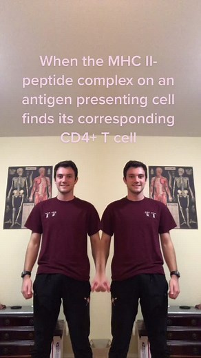 Harvard University Immunology Study: Understanding MHC II-Peptide Complex