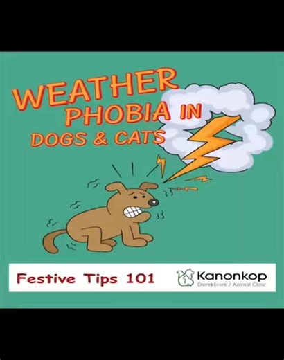 What is Weather Phobia (astraphobia)? ⚡️ Dogs and cats with a strong fear of storms. What causes it? ⚡️ Pressure changes ⚡️ Static electricity ⚡️ Wind and loud noises What are the warning signs in a pet? ⚡️ Severe trembling ⚡️ Hiding ⚡️ Panting and/or drooling ⚡️ Destructive behaviour How can you help your pet? ♥️ Create a safe space ♥️ Speak calmly to them and gently stroke them ♥️ Use medication prescribed by a veterinarian in severe cases. #astraphobia #fearofstorms #petsafety #petsafetytips 