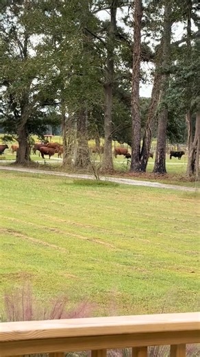 189 reactions · 7 comments | When the neighborhood cows get out and are living their best life 藍 #cows #farmlife #countryliving #CountryLife #farmhouse￼ | Jamie Lynn Crist | Facebook