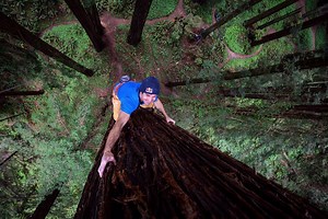 122K views · 1.3K shares | Chris Sharma climbs up a massive Redwood...