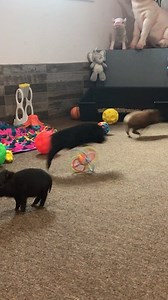 59K views · 2.4K reactions | #azmicrominipigs | AZ Micro Mini Pigs | Facebook