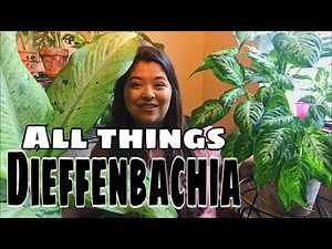 Dieffenbachia Complete Care Guide | All Things Dieffenbachia