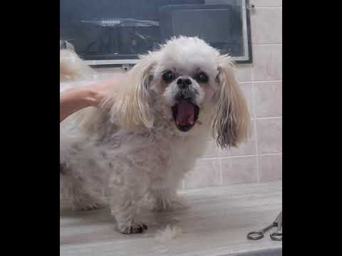 Senior Bichon/Shih-Tzu face & head trim, ear trim & pluck, dog grooming without restraints