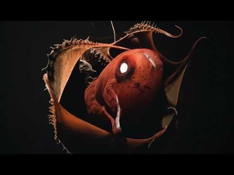 The Vampire Squid That Looks Straight Out of Sci-Fi