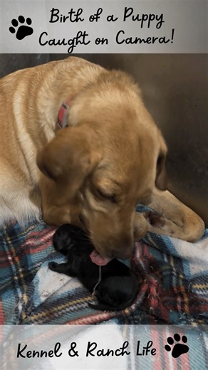 Puppy Birth Caught on Camera! - Want to live your best life? Call about our Labrador Kennel 4 Sale!