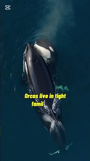 The Ocean’s Smartest Predator? Orcas Explained