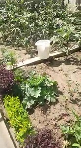 1.6K views · 37 reactions | "Rudransh Sharma" giving a beautiful message on World Environment Day | French Club Jammu | Facebook