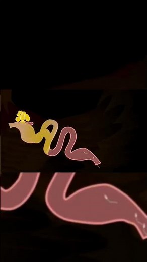 Egg Fertilization Process #shorts #chicken #eggs