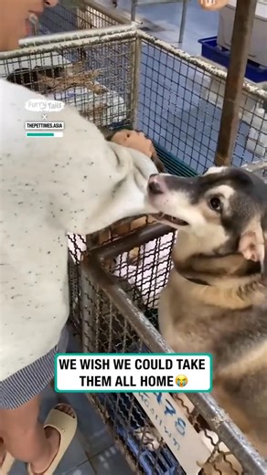 You don't choose a dog, they choose you 💯 | Furry Tails