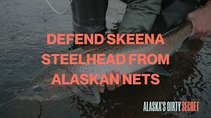 Unsustainable net fisheries are the largest source of mortality for steelhead bound for the Skeena River - especially when those fish are released dead. In Southeast Alaska, commercial fisheries kill an estimated 10-50% of returning steelhead each year. We don’t know the precise number because fishers in Alaska are not required to record and report their bycatch. ☠️🗂️❓ Steelhead are a keystone species in the Skeena watershed, as their presence is an indicator of ecosystem health. We’re celebrat