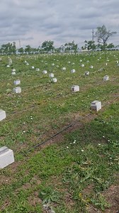 To reserve our Queen Bees please visit us: International: www.apis-donau.com Romania: www.apis-donau.ro #honeybees #apiary #bees #apiculture #apicultura #honey #beekeeping #queenrearing #apicoltura #queenbee #imkerei #miel #beeswax #beesofinstagram #seabees #beeston #lovebees #beestrong #saveourbees #savebees #beeswarm #apiary #pollination #beekeepinglife #urbanbeekeeping #ilovebeesandhoney | Apis Donau 1905