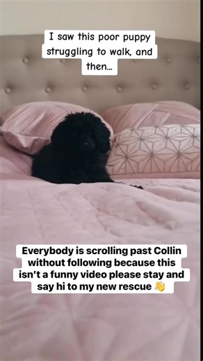 🚨🐶 Meet Collin – one of our newest rescues at Paws & Prairie Shelter. We found this poor puppy alone on the side of the road, scared, hungry, and fighting just to survive. 💔 His little body told the story of neglect, but his eyes still carried a spark of hope. We couldn’t leave him there — so we scooped him up, brought him to safety, and began giving him the care, food, and love he’s been missing. 🩵 Collin is now safe with us, but his journey is far from over. Every rescue like his takes res