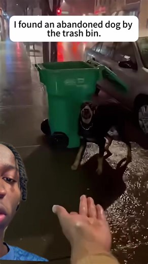 Sauvetage d'un Rottweiler : Une histoire bouleversante