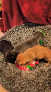Nekik így kezdődik az új év🎉, játszanak, rosszalkodnak😁, mert ez a dolguk🐶. Élvezik, hogy biztonságban, melegben vannak🩷!! Ők szerencsére nem kint, a hidegben szenvednek🙏🐾. Ha támogatnátok a munkánkat, nagyon szépen köszönjük🐾💕. A bejegyzésbe kérlek írjátok bele: "adomány" OLTALMAT KERESŐ MANCSOK OTP BANK: 11744065-24473833 (IBAN:HU12117440652447383300000000) PayPal:oltalomallatotthon1@gmail.com | Erika Pollák