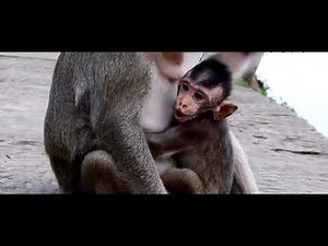 Macacos maltratando seus filhotes filhote de macaco chorando