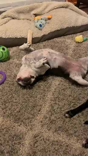 Typical Boston behavior #bessietheboston #eddietheboston #winnietheboston | Bessie the Boston