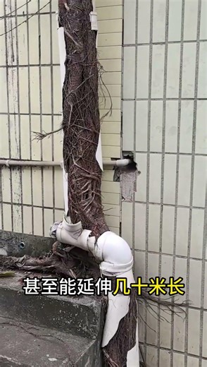 Pipes blocked by tree roots #Science #EncyclopediaCode #LearnMore