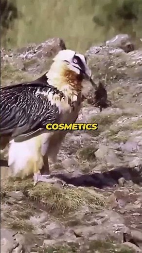 The Only Bird That Eats Bones! 💀#birdfacts #viral