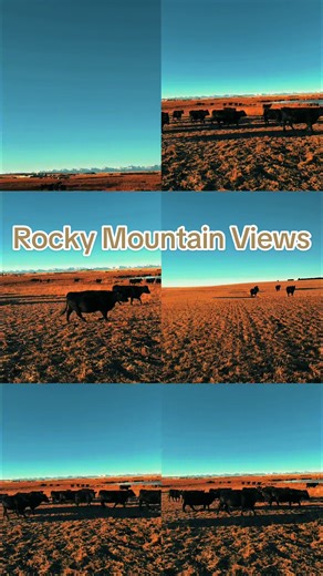 Check out this-mornings Rocky Mountain View’s over the ranch headquartes. #cow #calvingseason #angus #rockymountains #viral