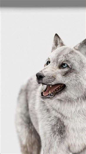 Cinematic Wolf Animation In Blender 3d #shorts #viral #wolf #animation #anime #animals #shortvideo