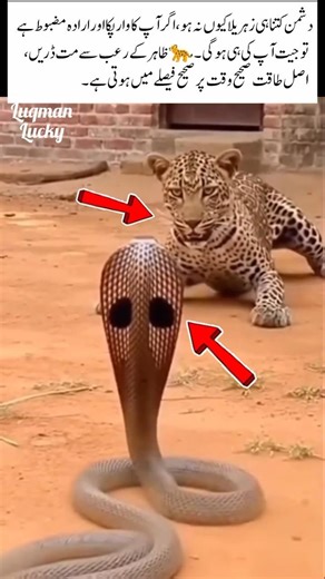 Cheetah Faces Snake Boldly#shorts#ytshorts#youtubeShorts#viral#trending#cheetah#snake#animals