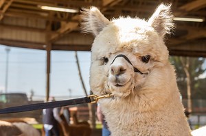 Adorable alpacas compete in McMinnville for fiercest fleece