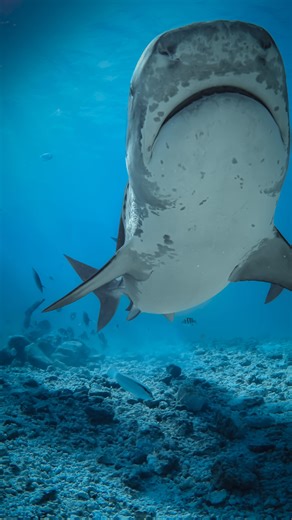𝐁𝐞𝐧𝐜𝐞 𝐒𝐳𝐮𝐜𝐬 on Instagram: "If you need therapist? 🫣 I think they are the BEST! 🦈 Tiger sharks right away fix your problems! 🤙🏼🤙🏼🤙🏼 #tigershark #fuvahmulah #maldives #padi #thearpist #scuba #shark #tigerzoo #tigerwall #diver #gopro #travel #scubapro #underwaterlife"