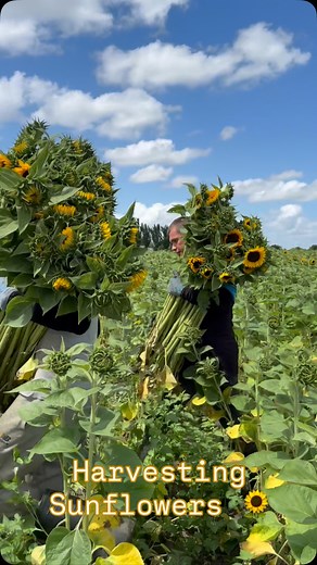 Peter Kuijt | Sourcing Rare Flowers @ Holex | ✨ A sunny summer visit with Holex Flower BV! Together with Jan van Delft, we visited sunflower grower Jos van Vlimmeren in Bergen op Zoom... | Instagram
