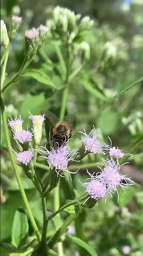 Nature’s Romance: Bee & Flower 🌼🐝