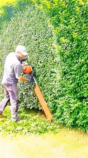 Trimming a green hedge with a machine quickly and neatly, creating a clean and beautiful look