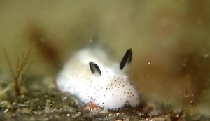 VIRAL: El 'Conejo marino', un tierno pero letal depredador