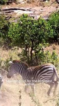 Predator vs Prey: the reality of survival