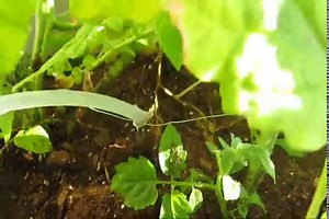12 DIY Drip Irrigation To Water Your Plants Frugally - The Self-Sufficient Living