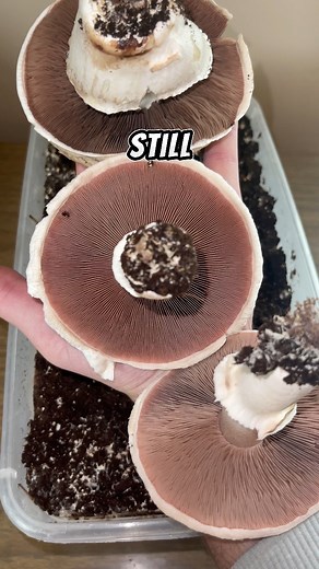 Harvesting Mature Portobello Mushrooms and Spore Printing #reelsvideos #fbreels #mushrooms #fungi #growyourownfood #portobello #diy #scienceexperiments #Biology #art #spores #harvesting #mushroomsociety #mushlove #foraging #wildmushrooms #mycology #mycelium #naturelovers #healthyfoods #chef #mushroomspotting #gardeningtips #growfood #urbanfarm | Spore n’ Sprout
